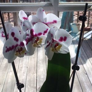 Meet your Posher, Yvette